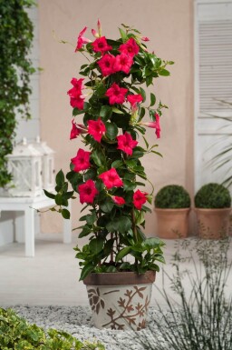 Mandevilla Mandevilla Sanderi Pyramide Rose 80-100 Pot