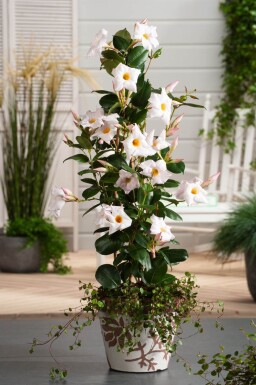 Mandevilla Mandevilla Sanderi Pyramide Wit 35-40 Pot