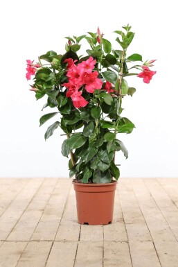 Dipladenia / Mandevilla rek