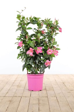 Dipladenia / Mandevilla rek