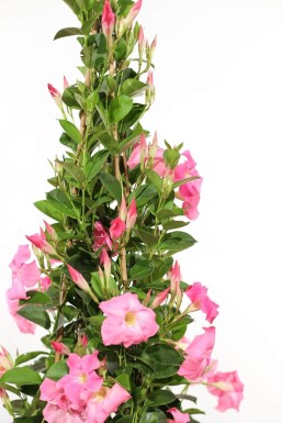 Mandevilla Mandevilla Sanderi Rek Rose 60-70 Pot