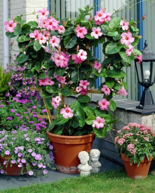 Mandevilla Mandevilla Sanderi Gitter 60-70 Topf