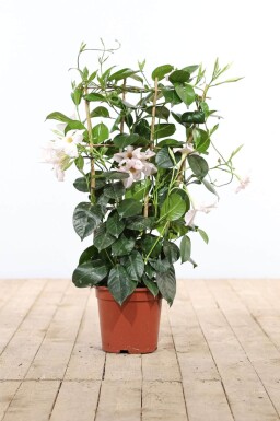 Dipladenia / Mandevilla rek