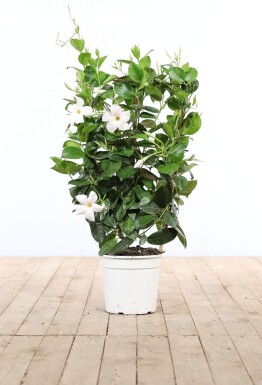 Mandevilla sanderi