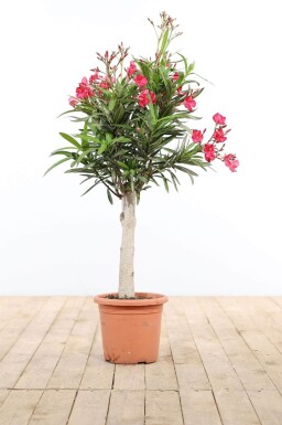 Oleander / Rosanlorbeer auf Stamm