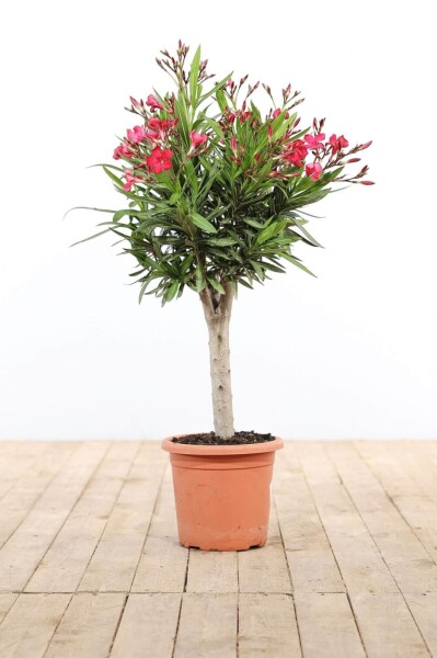 Nerium oleander