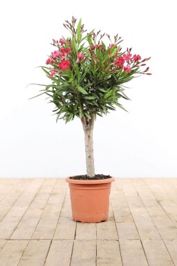 Oleander Nerium Oleander Op stam Rood 60-70 Pot