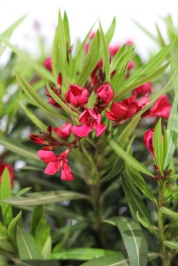 Oleander Nerium Oleander Op stam Rood 60-70 Pot