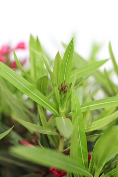 Nerium Oleander op stam