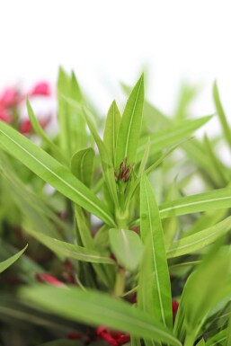 Oleander Nerium Oleander Op stam Rood 60-70 Pot