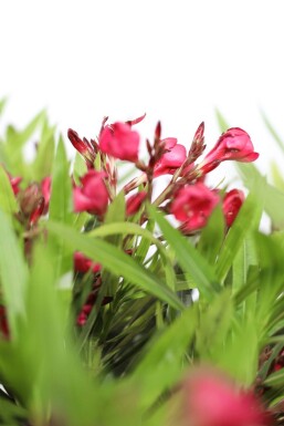 Oleander Nerium Oleander Op stam Rood 60-70 Pot