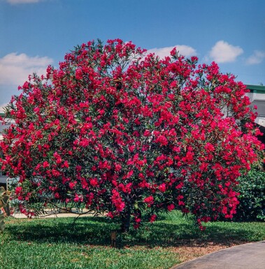 Nerium oleander Oleander på stam 60-70 i kruka