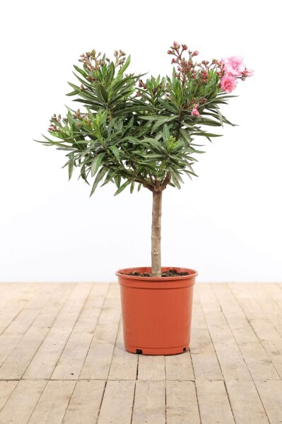 Nerium oleander