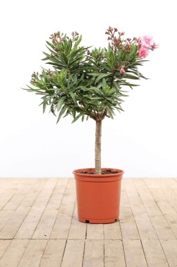 Oleander Nerium Oleander Op stam Rose 100-120 Pot