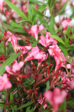 Nerium oleander Oleander på stam 100-120 i kruka