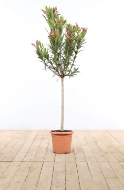 Rosanlorbeer Nerium Oleander Auf Stamm 120-130 Topf