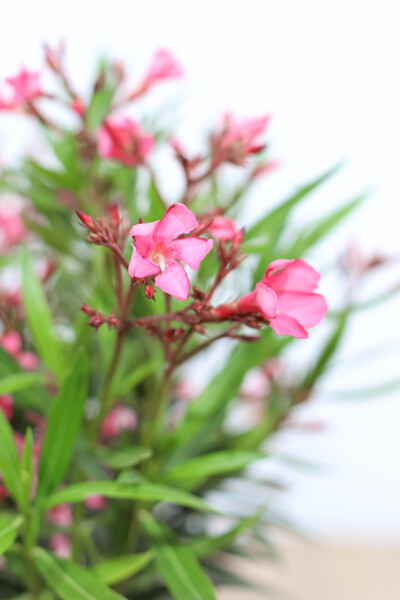 Nerium Oleander op stam