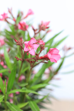 Oleander Nerium Oleander Op stam Rose 120-130 Pot