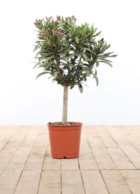 Rosanlorbeer Nerium Oleander Auf Stamm 60-70 Topf