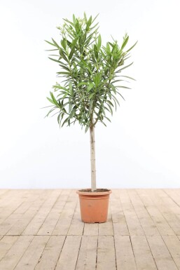 Rosanlorbeer Nerium Oleander Auf Stamm 100-120 Topf