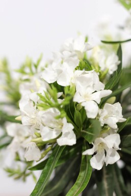 Nerium oleander Oleander på stam 120-130 i kruka