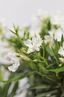 Nerium oleander Oleander på stam 120-130 i kruka