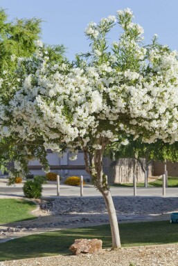 Oleander Nerium Oleander Op stam Wit 170-180 Pot