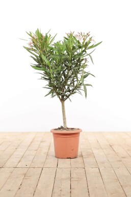 Rosanlorbeer Nerium Oleander Auf Stamm 50-60 Topf