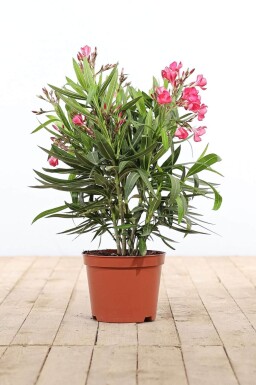 Nérion laurier-rose Nerium oleander Arbuste 50-60 Pot