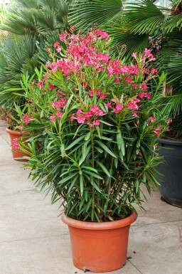 Nérion laurier-rose Nerium oleander Arbuste 50-60 Pot