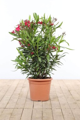 Laurier Rose / Nerium Oleander Arbuste