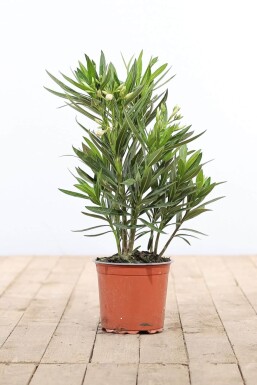 Rosanlorbeer Nerium Oleander Strauch 50-60 Topf