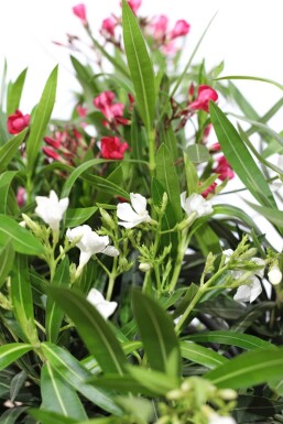 Nerium oleander Oleander buske 50-60 i kruka