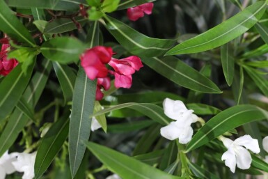 Oleander Nerium Oleander Struik Rood/Wit 50-60 Pot