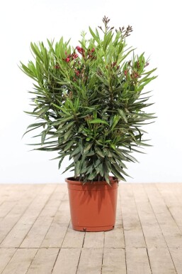 Nerium Oleander struik