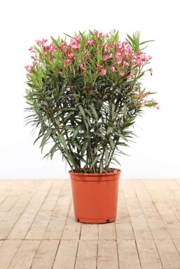 Laurier Rose / Nerium Oleander Arbuste