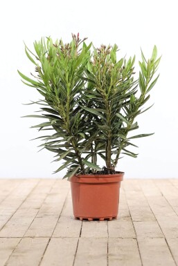 Nerium oleander