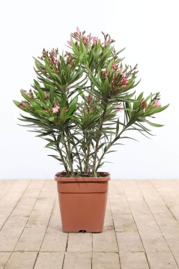 Nerium oleander Oleander buske 70-80 i kruka