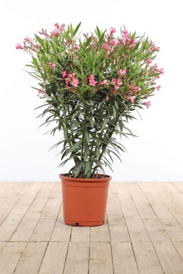 Laurier Rose / Nerium Oleander Arbuste