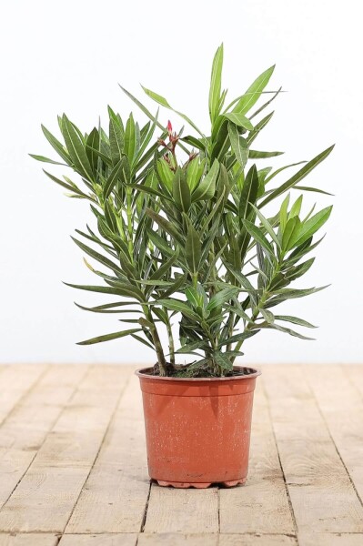 Nerium oleander