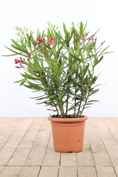 Nerium oleander