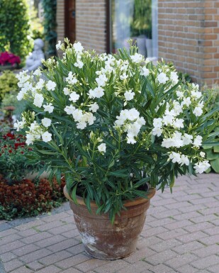 Nerie Nerium oleander busk 100-120 potte