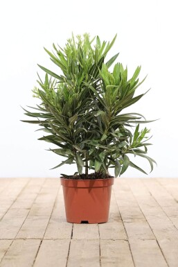 Nerium oleander