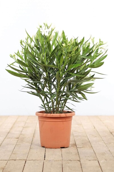 Nerium oleander