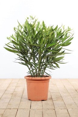 Rosanlorbeer Nerium Oleander Strauch 70-80 Topf