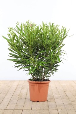 Rosanlorbeer Nerium Oleander Strauch 80-100 Topf