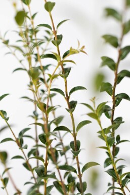 Osmanthus × burkwoodii Doftbusksläktet häck 30-40 i kruka