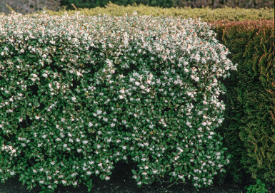 Osmanthus × burkwoodii Doftbusksläktet häck 60-80 rotboll