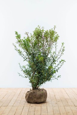 Osmanthe / Osmanthus Burkwoodii