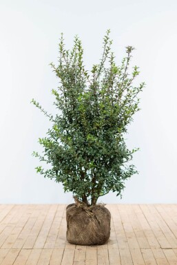 Osmanthe / Osmanthus Burkwoodii